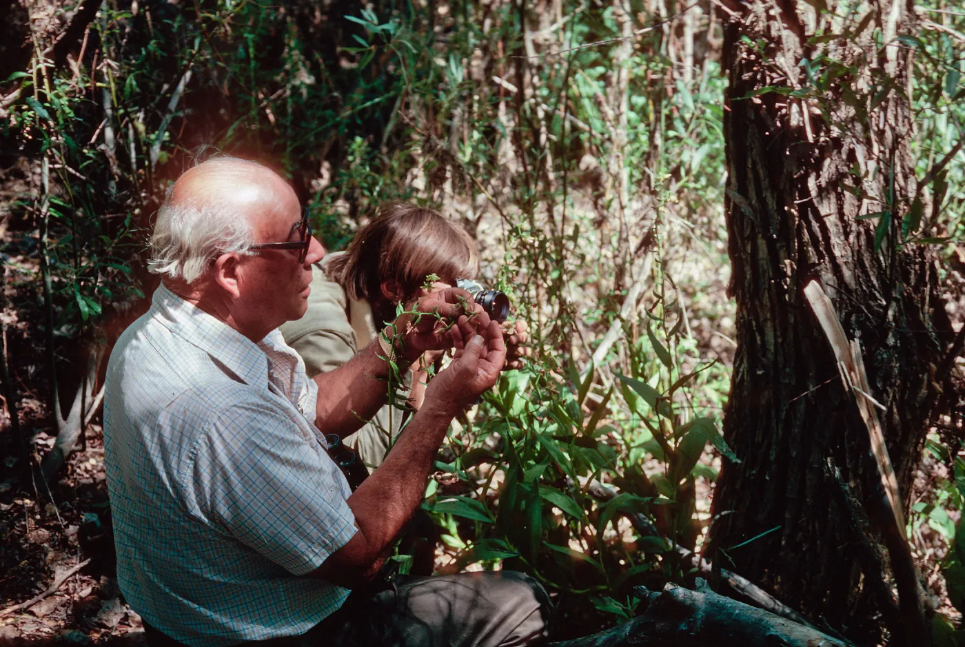 Orchid, Waldo Abbott, Mono