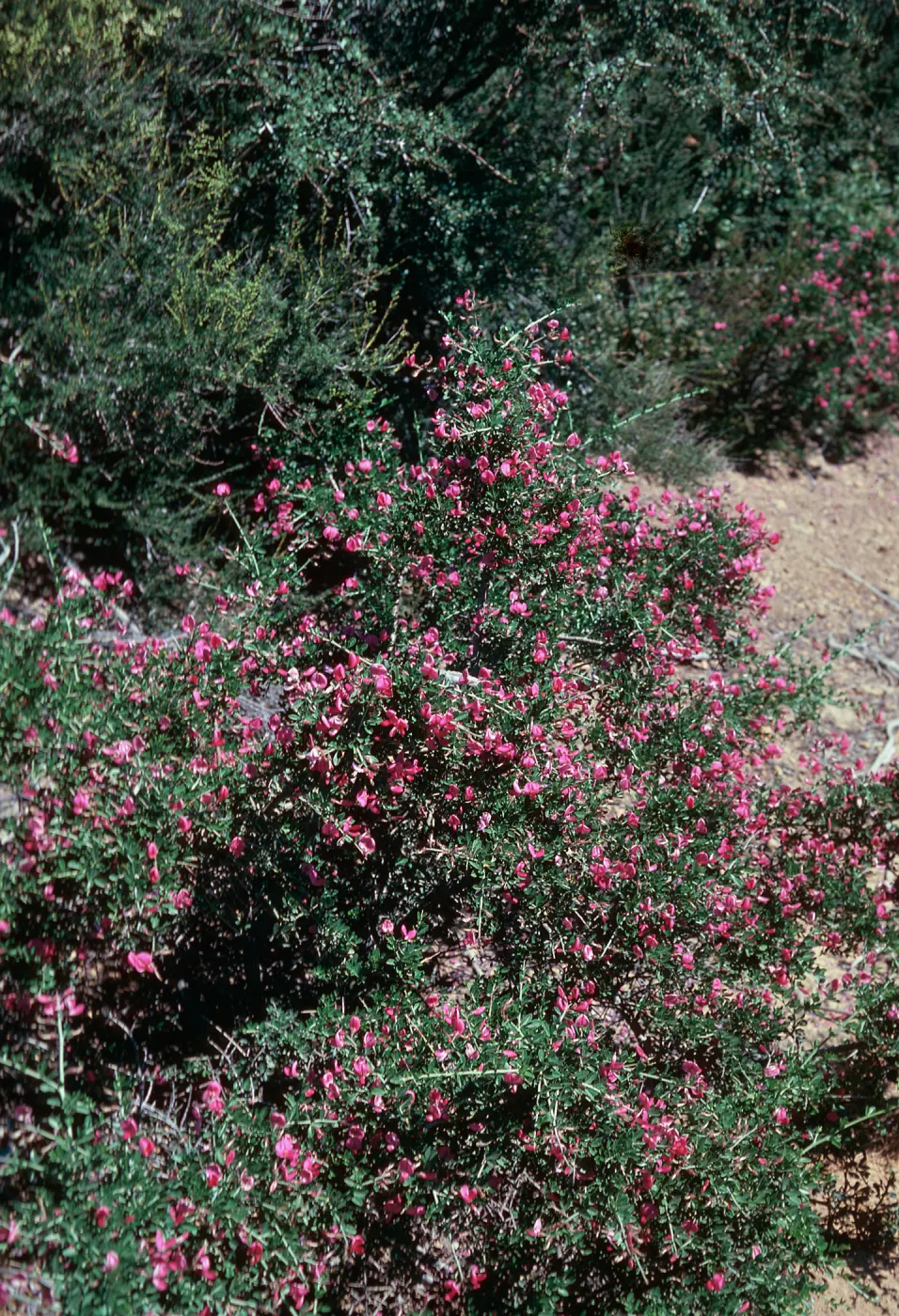 Chaparral Pea