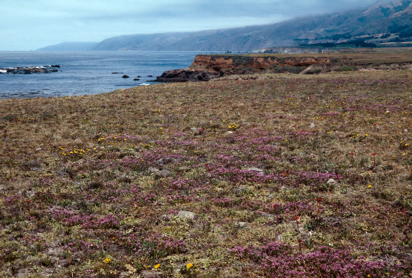 Arroyo De La Cruz Beach
