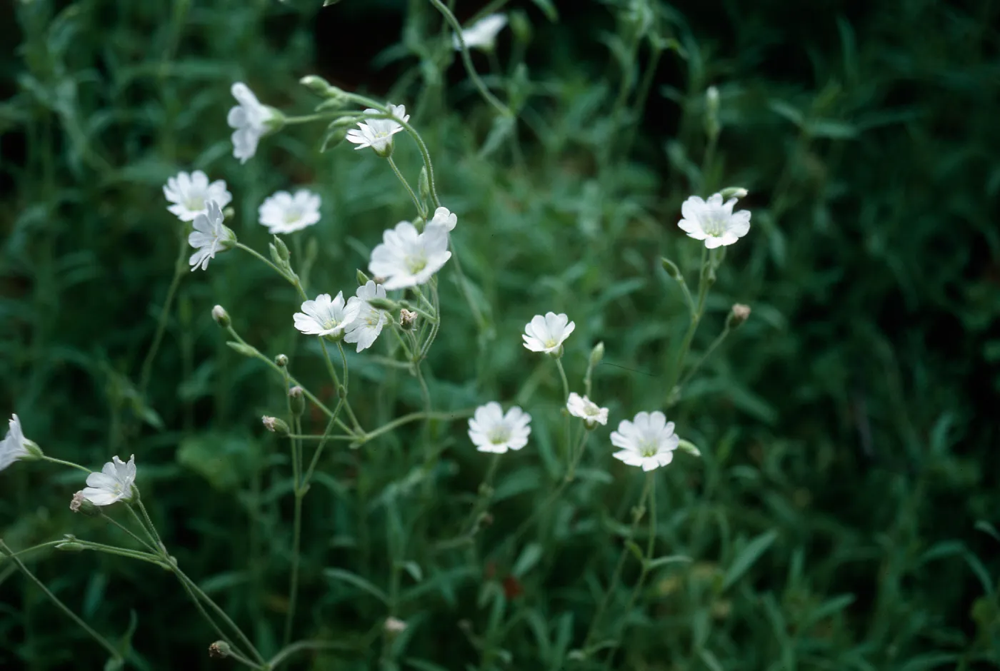 Silene, Hi Mountain