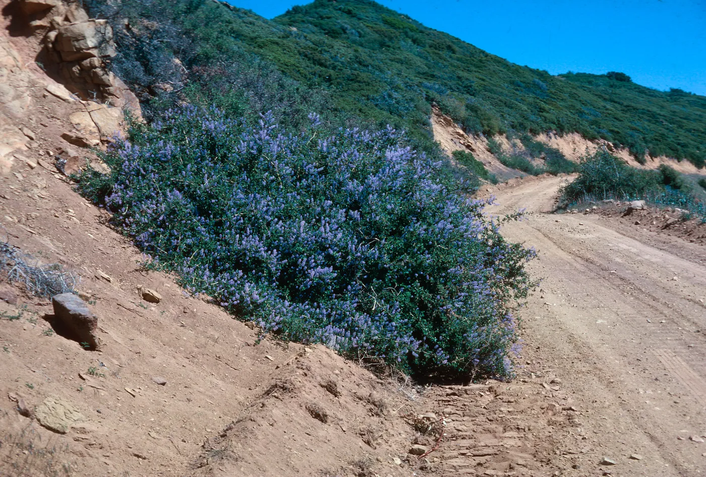 Ceanothus leucodermis, Santa Monica mountains