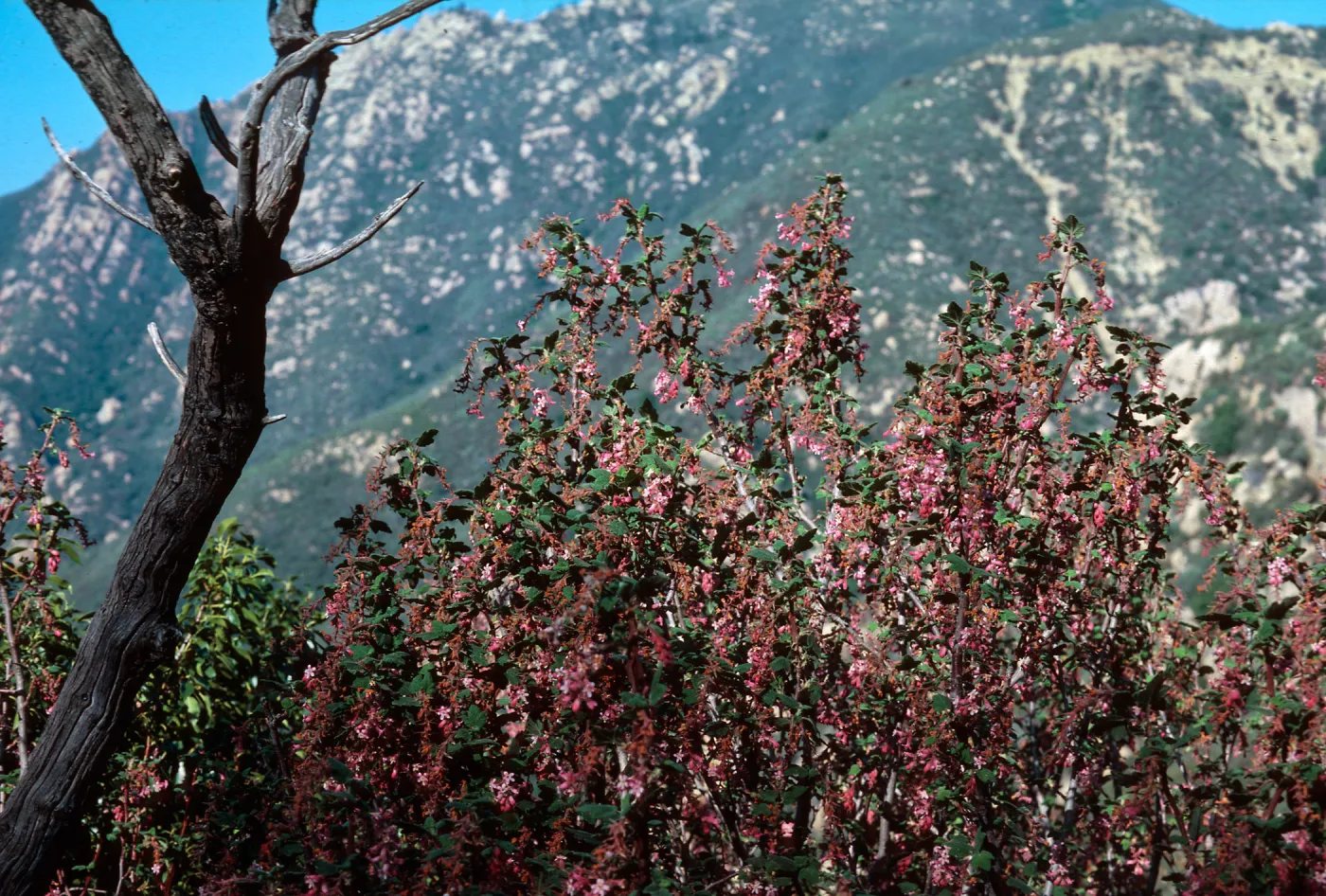 Ribes (Currant, Gooseberry )