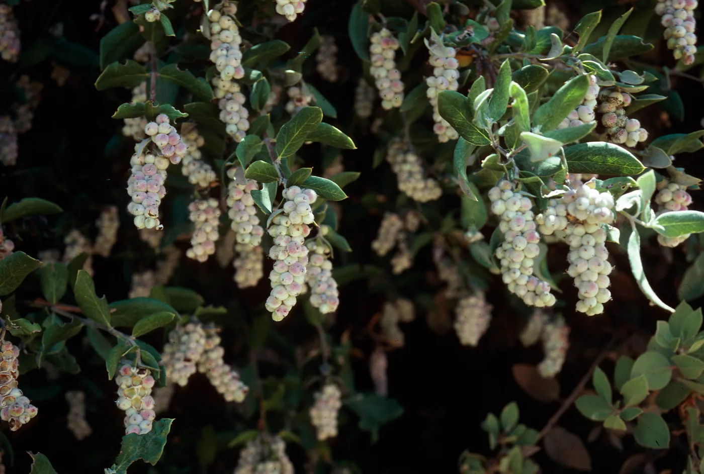 Garrya, Santa Ynez Peak