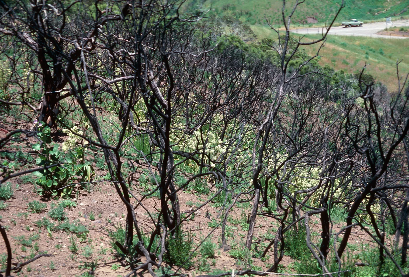 Painted Cave burn