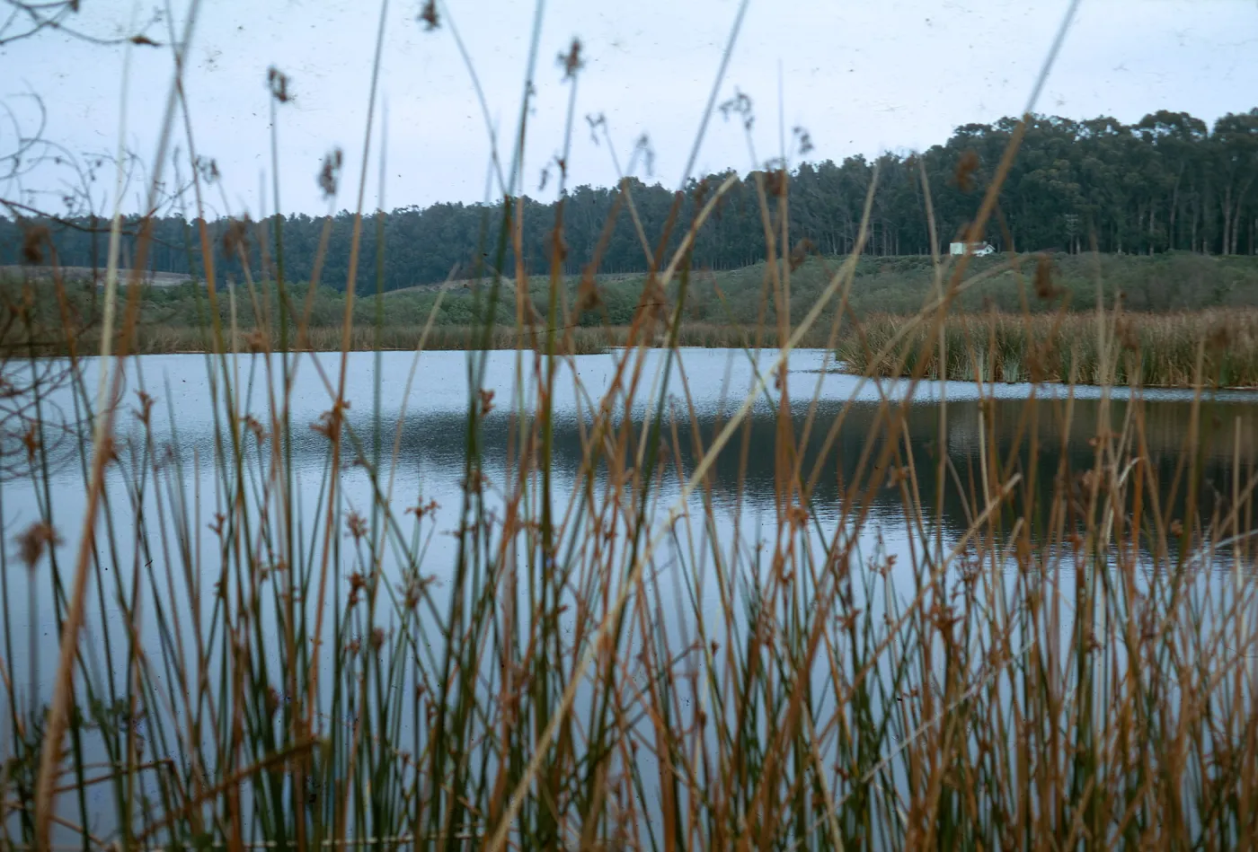 Dune Lakes