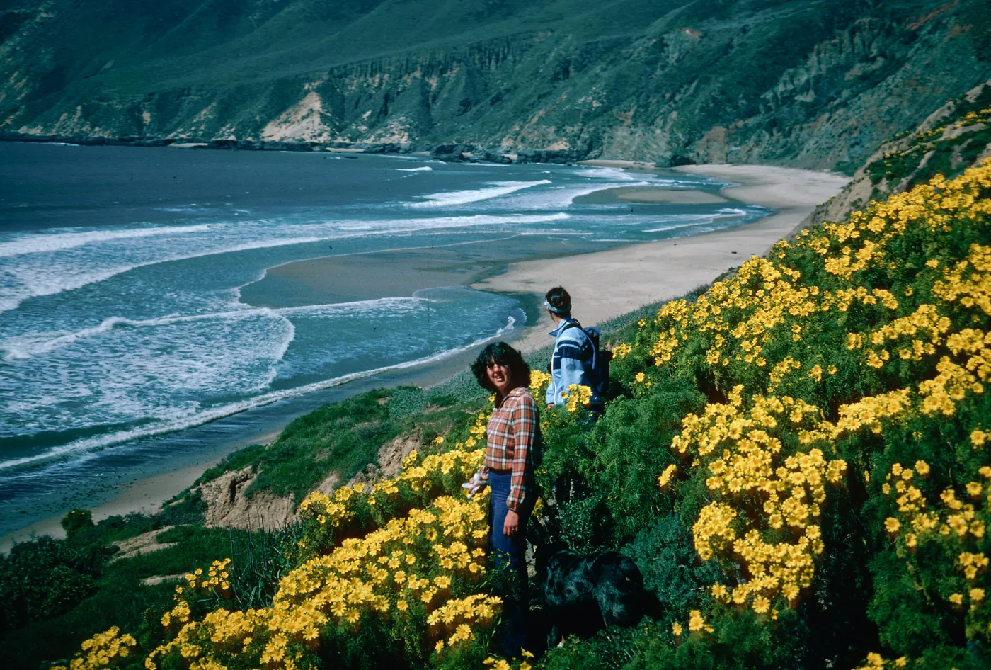 Coreopsis, Point Sal