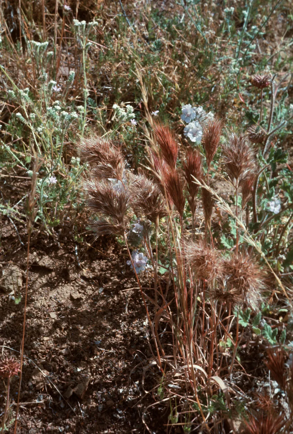 Red Brome, Phacelia, Cryptantha plants,