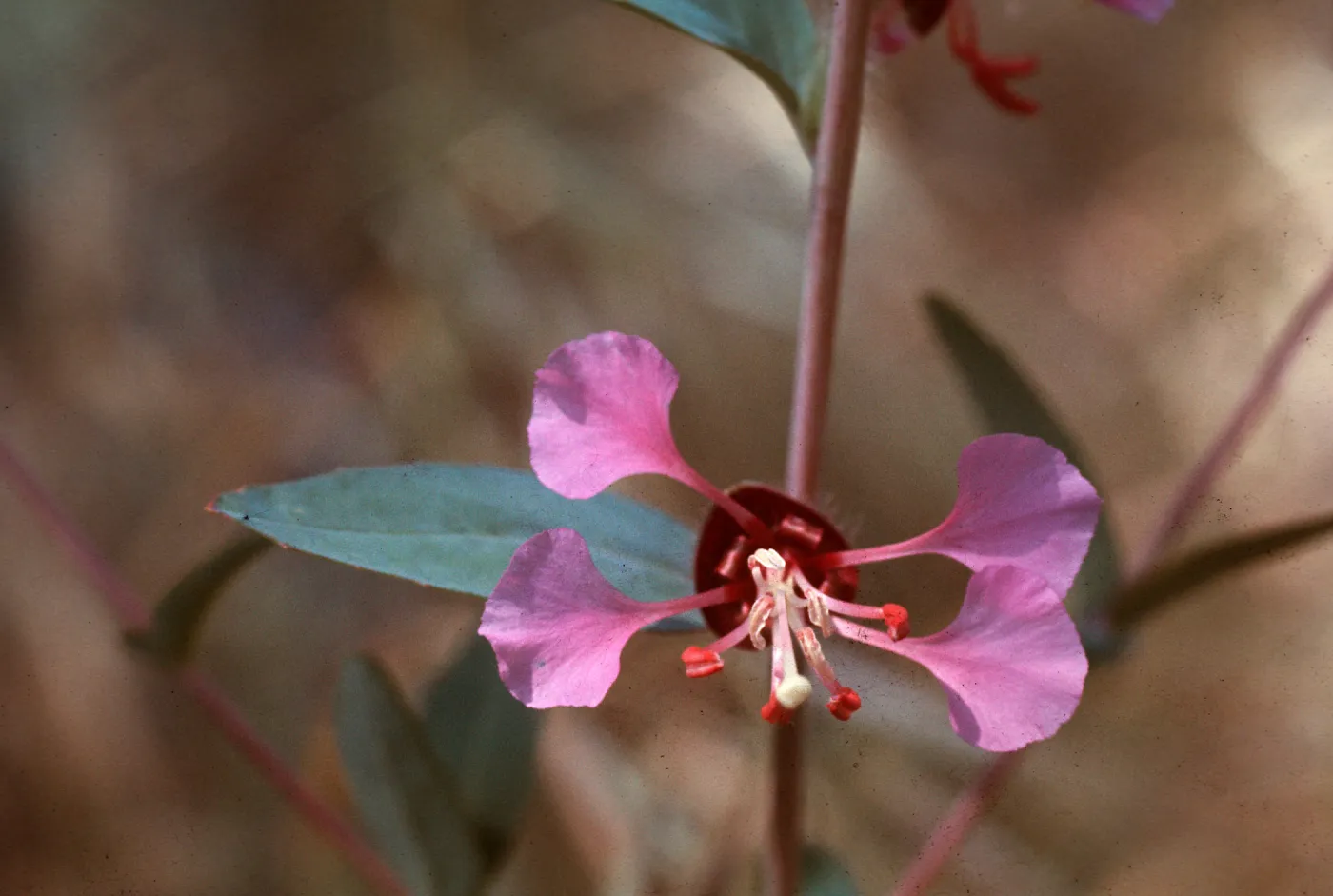 Clarkia elegans