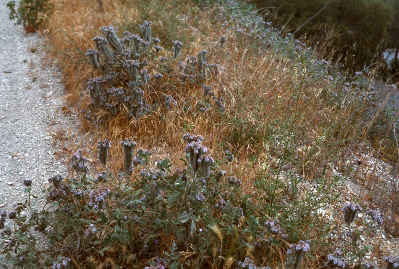 Phacelia, Kenmore Place