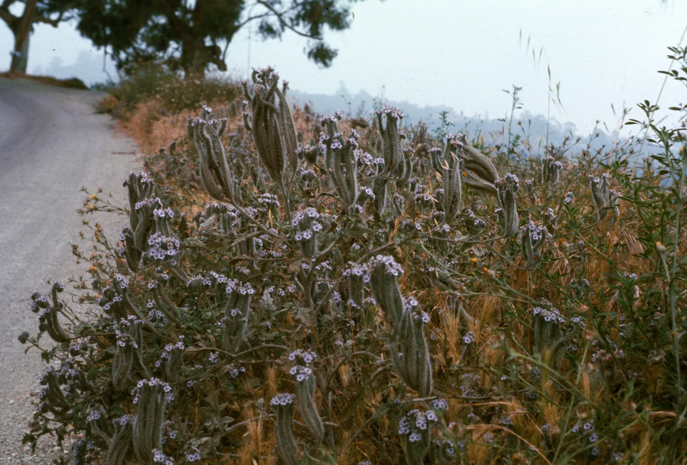 Phacelia cicutaria v. hubbyi