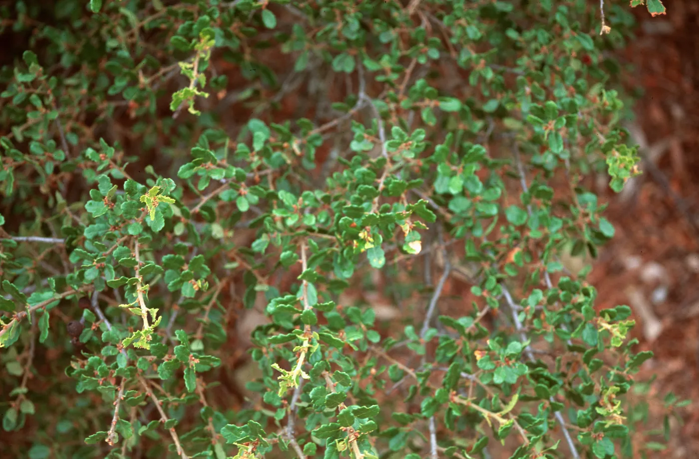 Quercus dumosa
