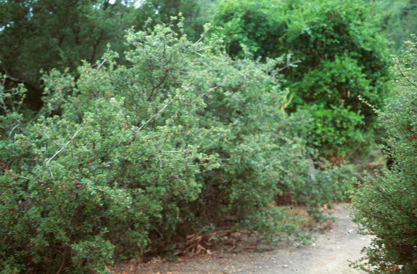 Quercus dumosa