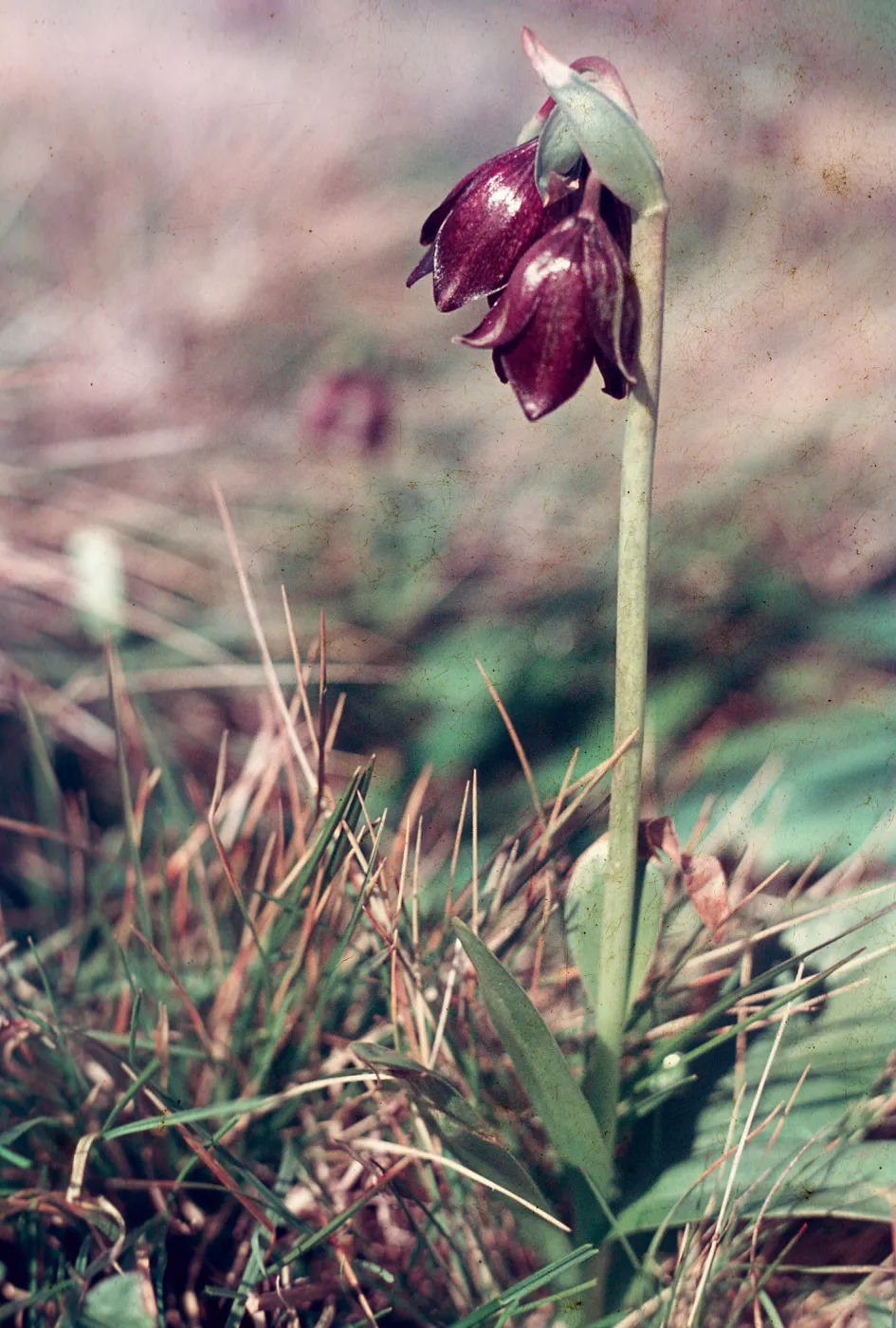 Chocolate Lily, Jim Johnson, Cambria