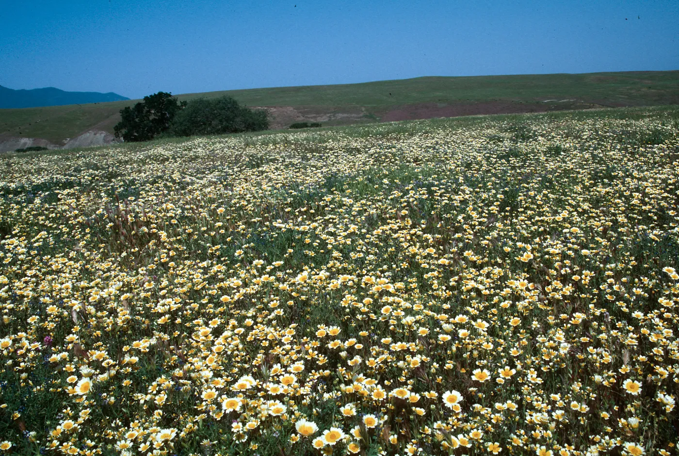 Layia platyglossa, Tidy Tips, Cottonwood