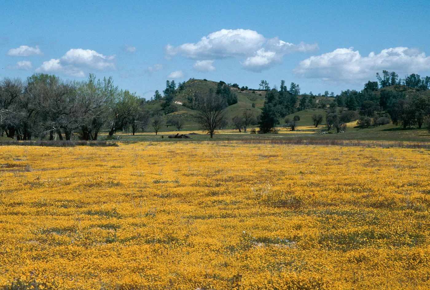 Shell Creek