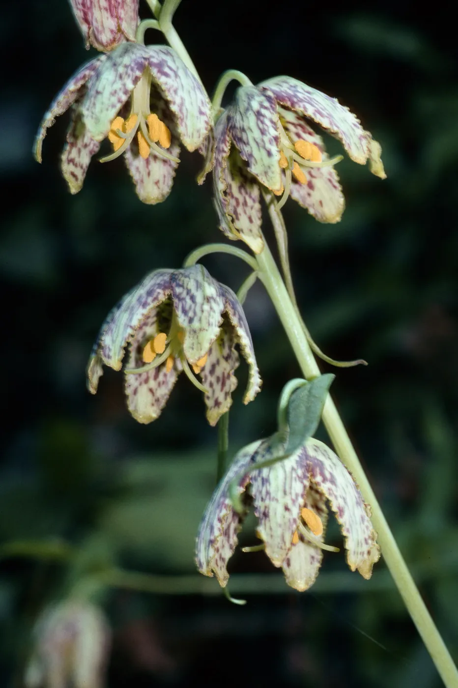 Fritillaria ojaiensis, Ojai Fritillary, Santa Rita Road