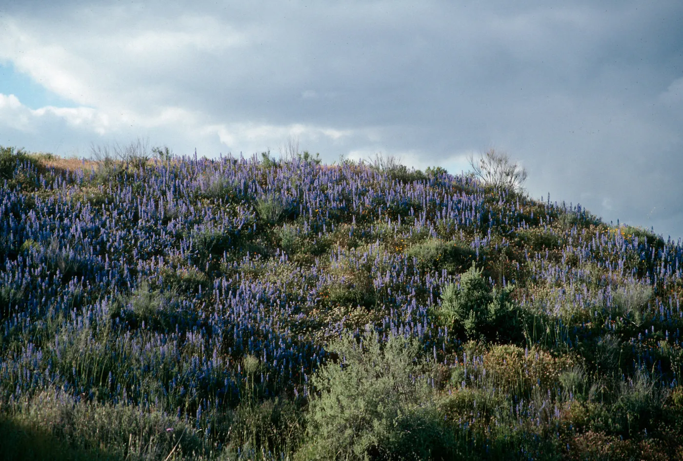 Lupinus benthamii, Spider Lupine