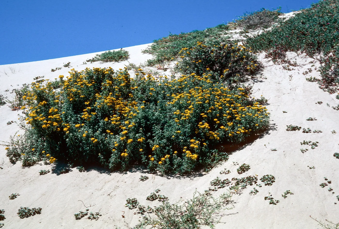 Golden Yarrow, Guadalupe, Nipomo