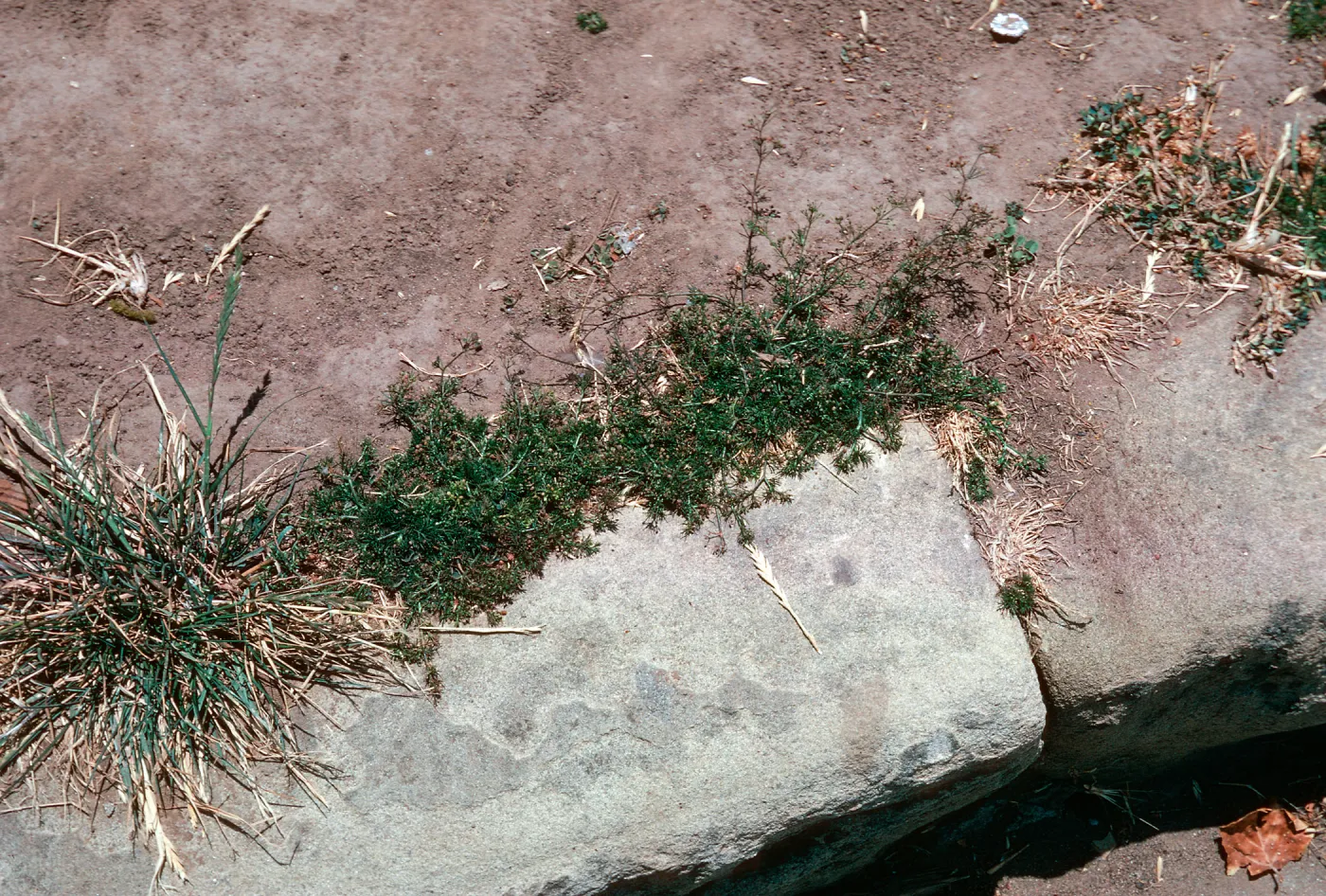 Apium leptophyllum, Anacapa at Anapamu St., Santa Barbara