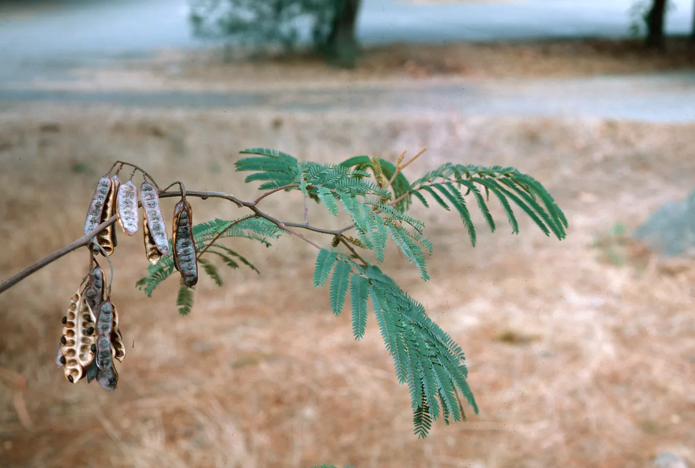 Albizia lophantha