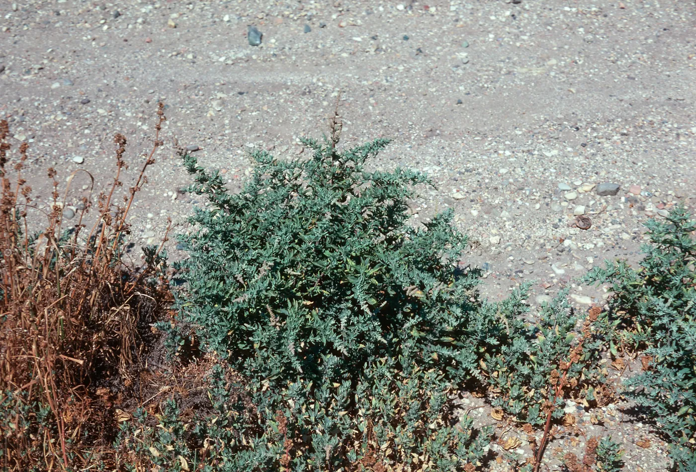 Atriplex serenana