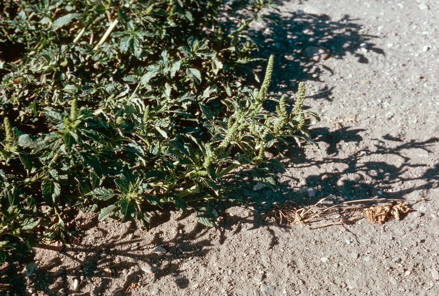Amaranthus