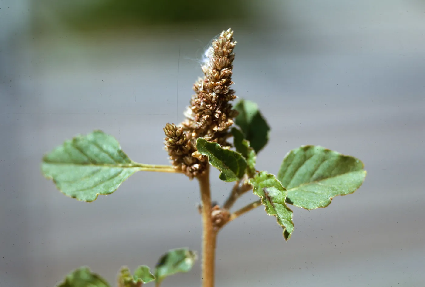 Amaranthus deflexus