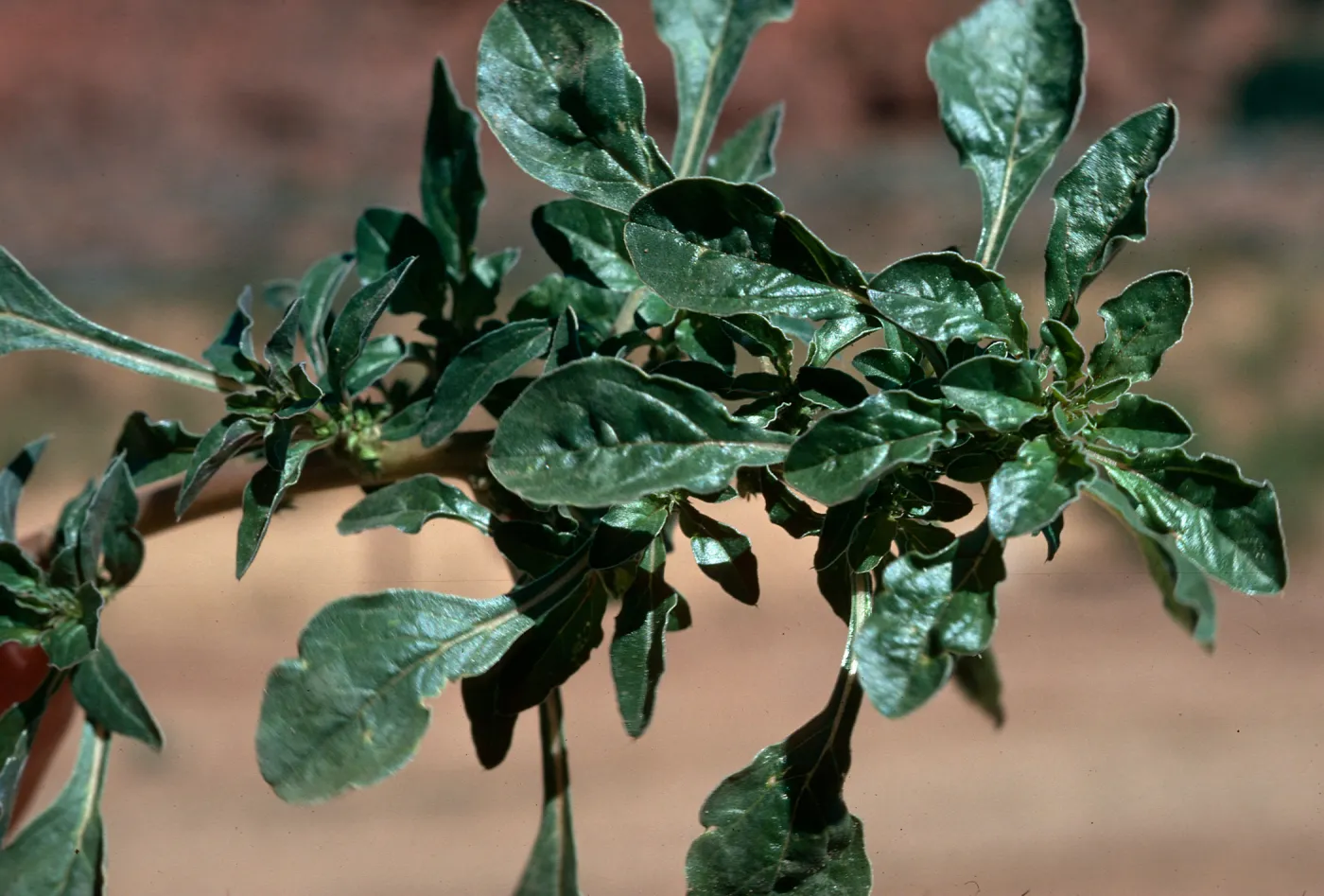 Amaranthus ? & black ? leaves