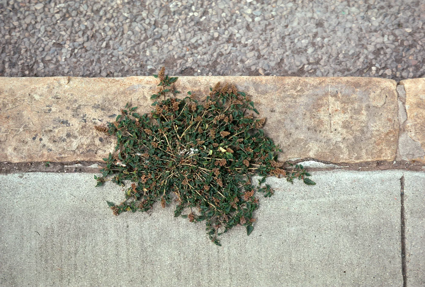 Amaranthus deflexus