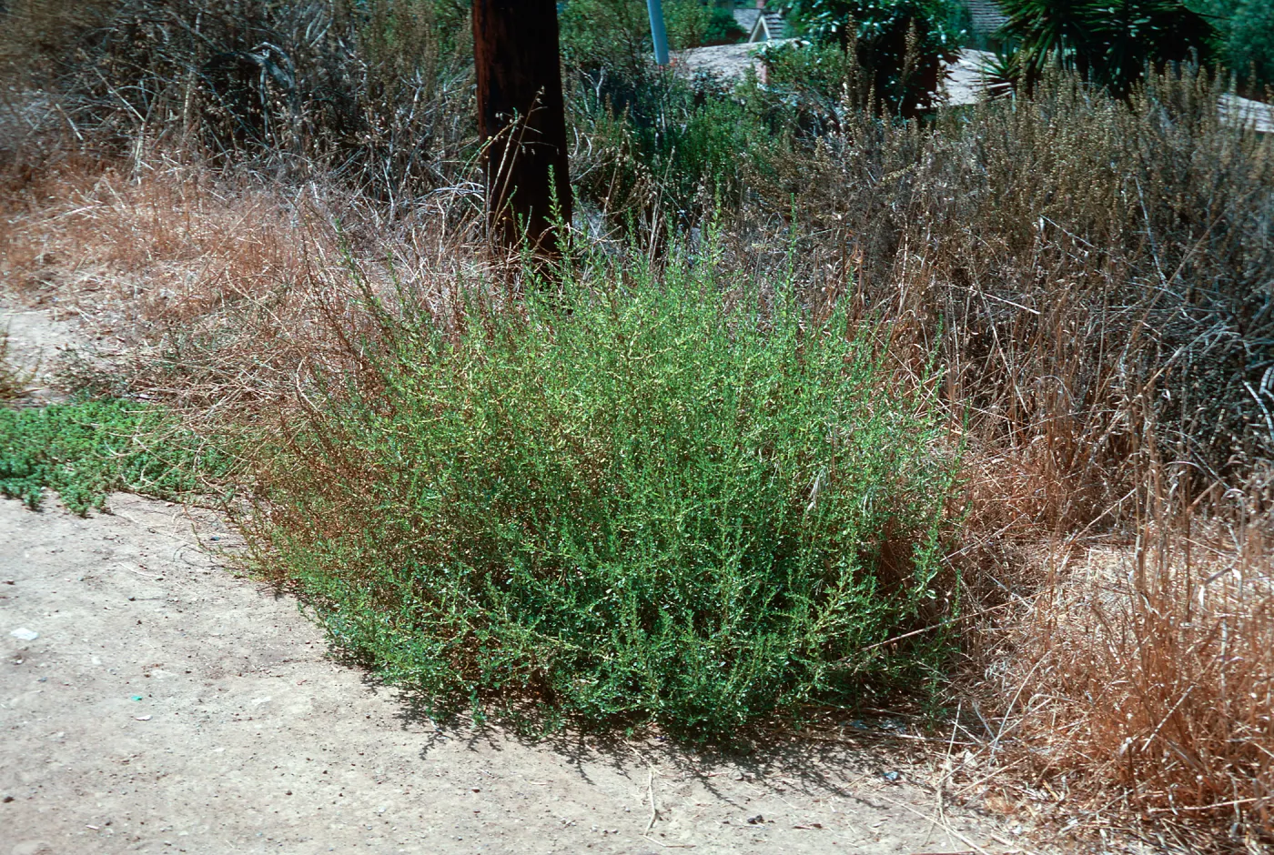 Amaranthus tumble[weed]