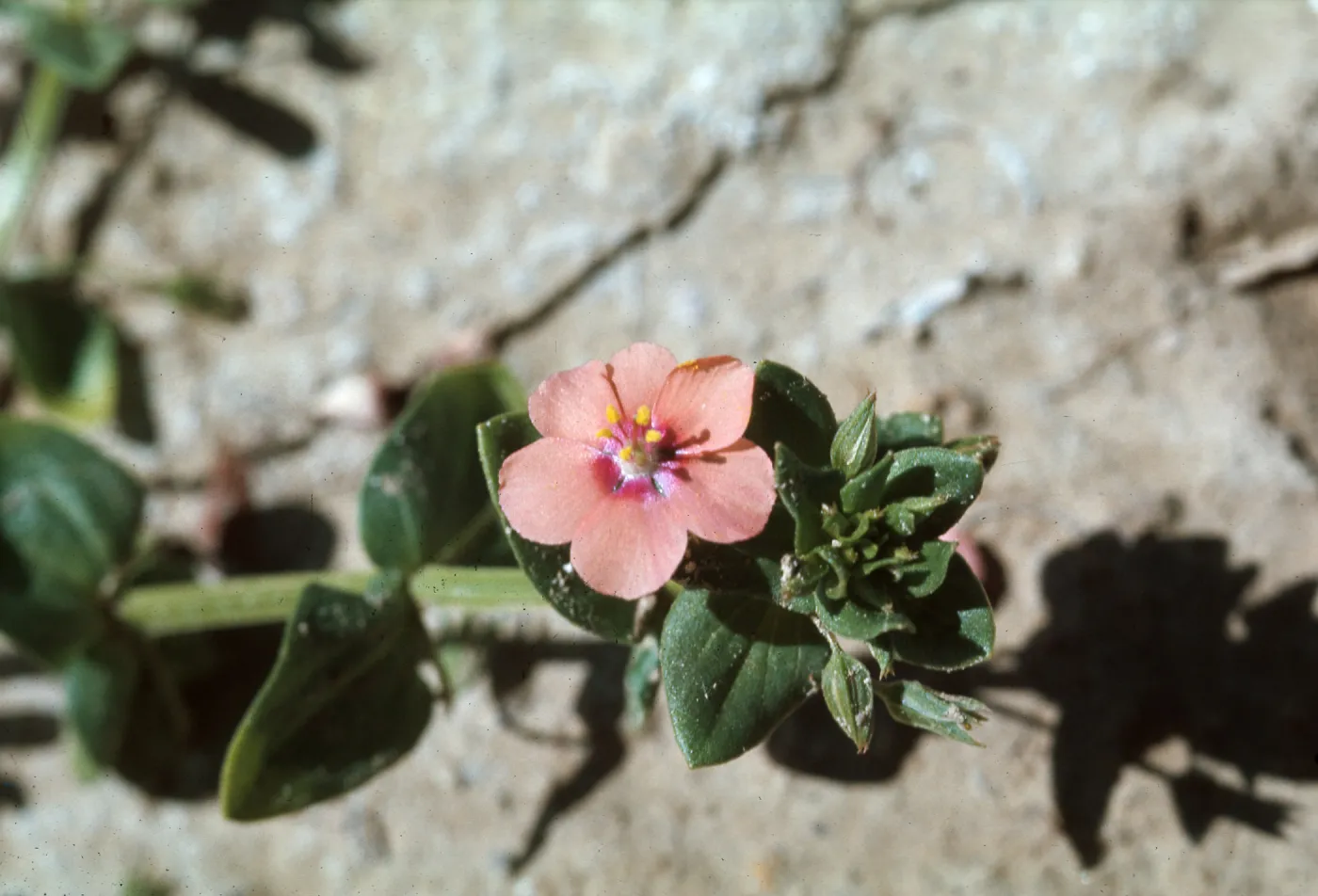 Anagallis