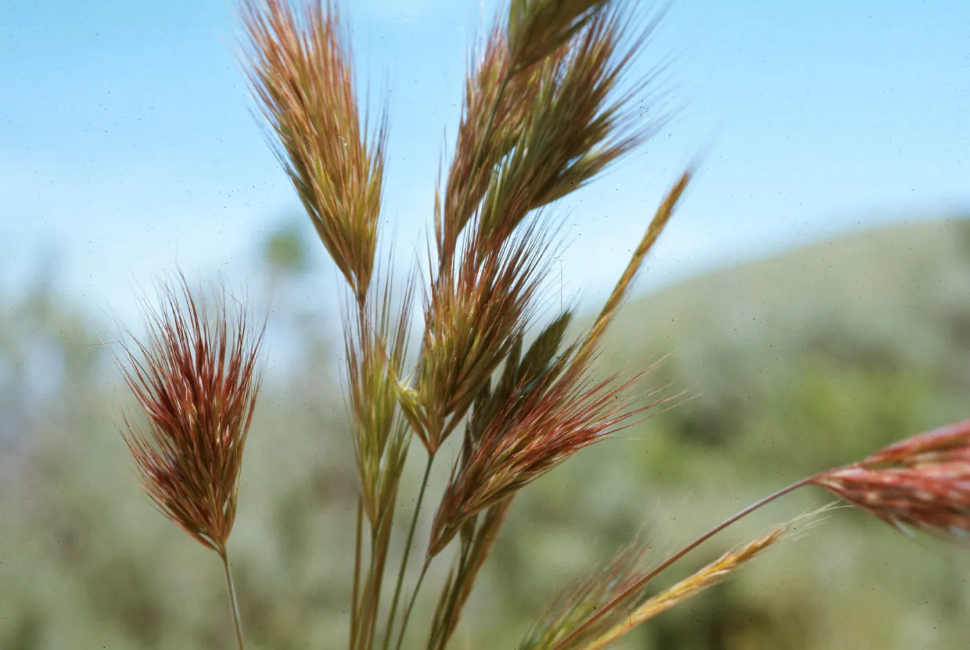 Bromus rubens c