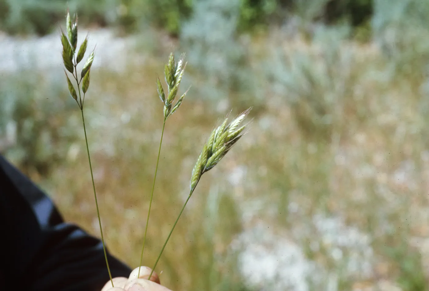 Bromus mollis c