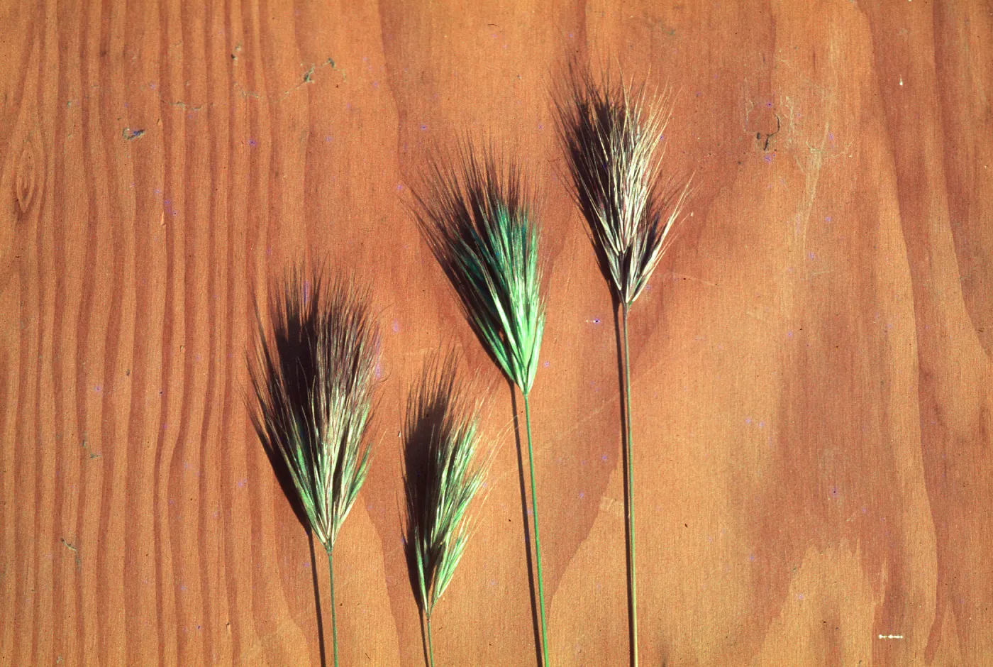 Bromus rubens c