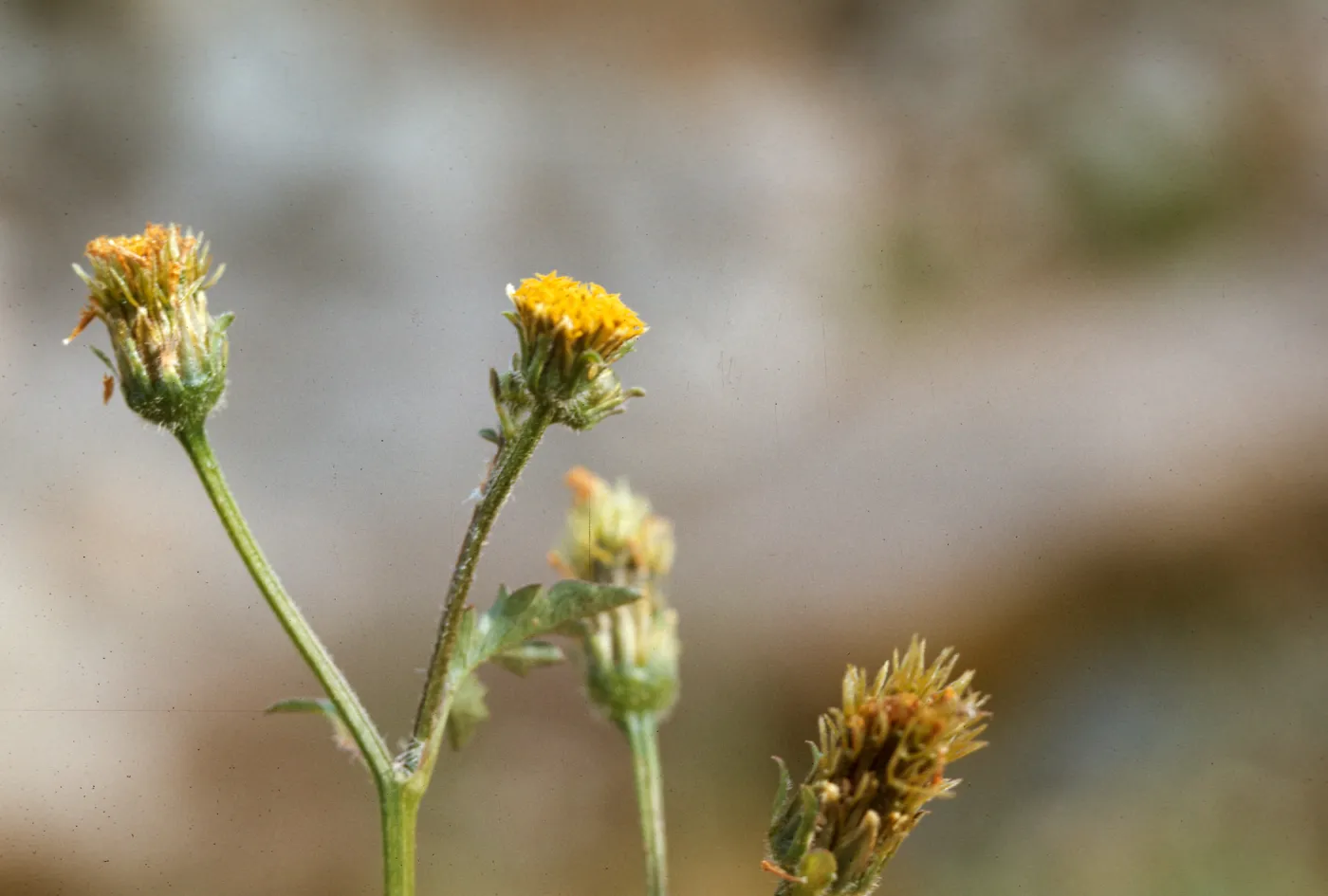 Bidens c