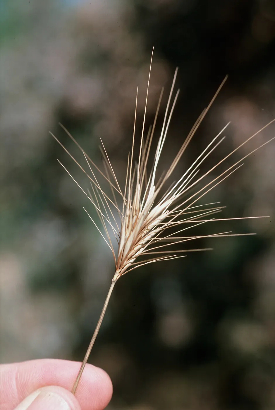 Bromus rubens