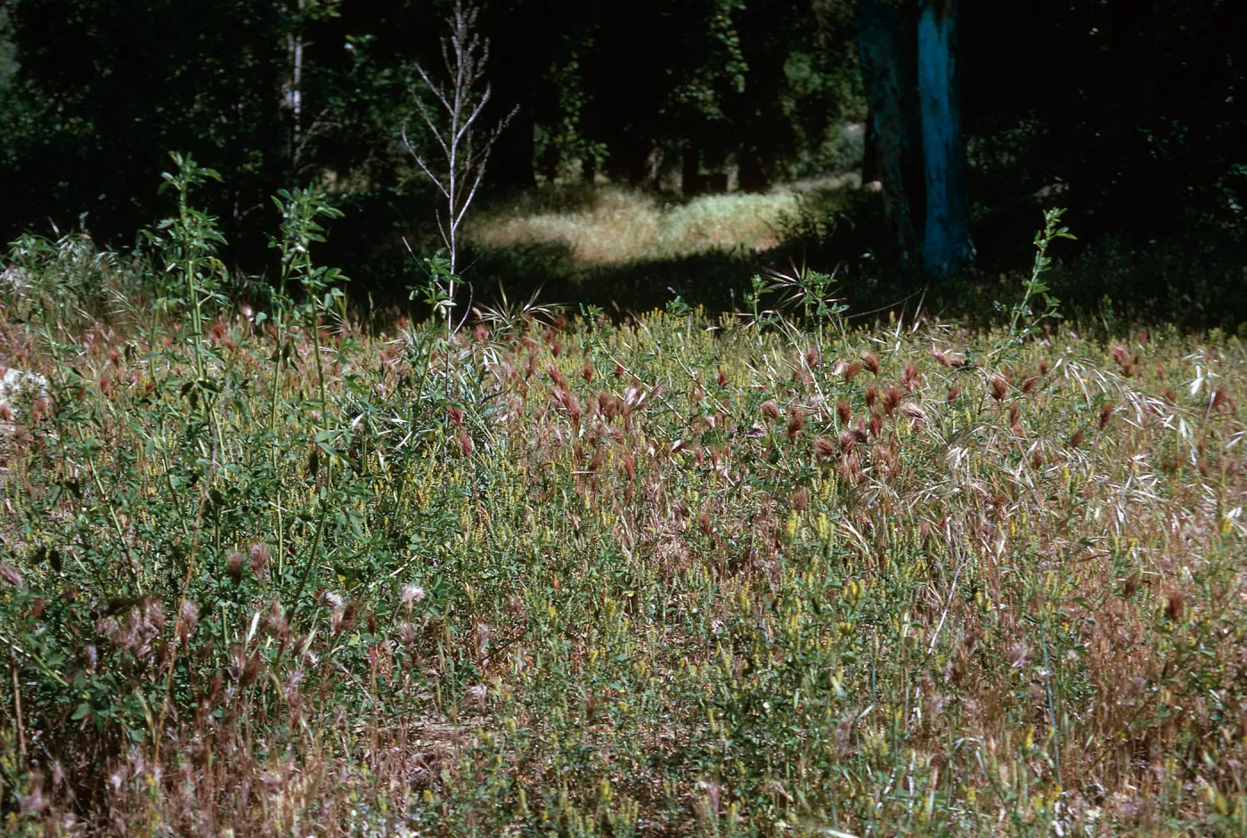 Bromus rubens, Melilotus indicus, Santa Rosa hills