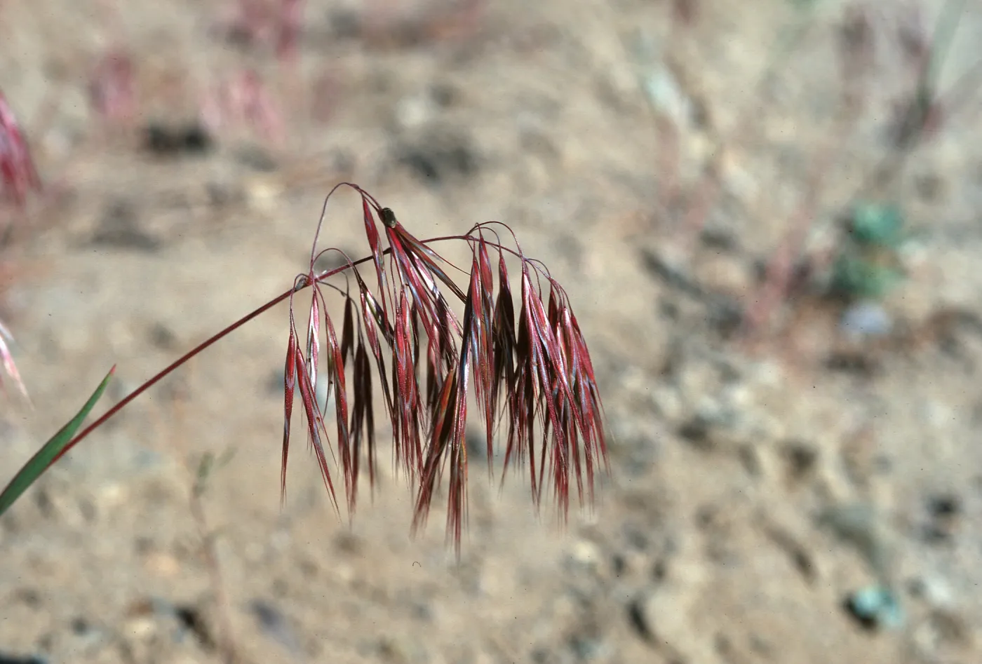 Bromus tectorum, KVC