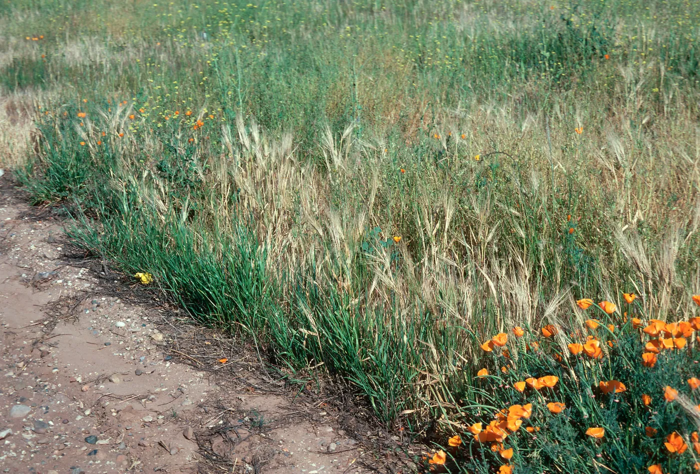 Bromus rigidus ? Ripcut Grass ?, California Poppy)