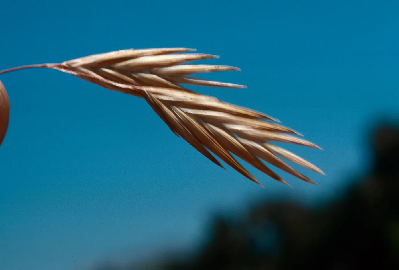 Bromus fruit 