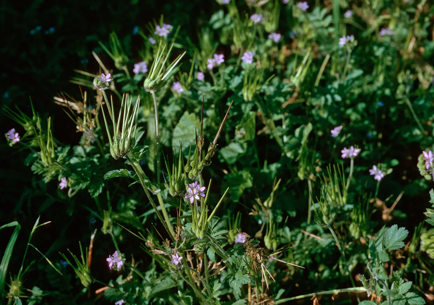 Erodium moschatum (Filaree)