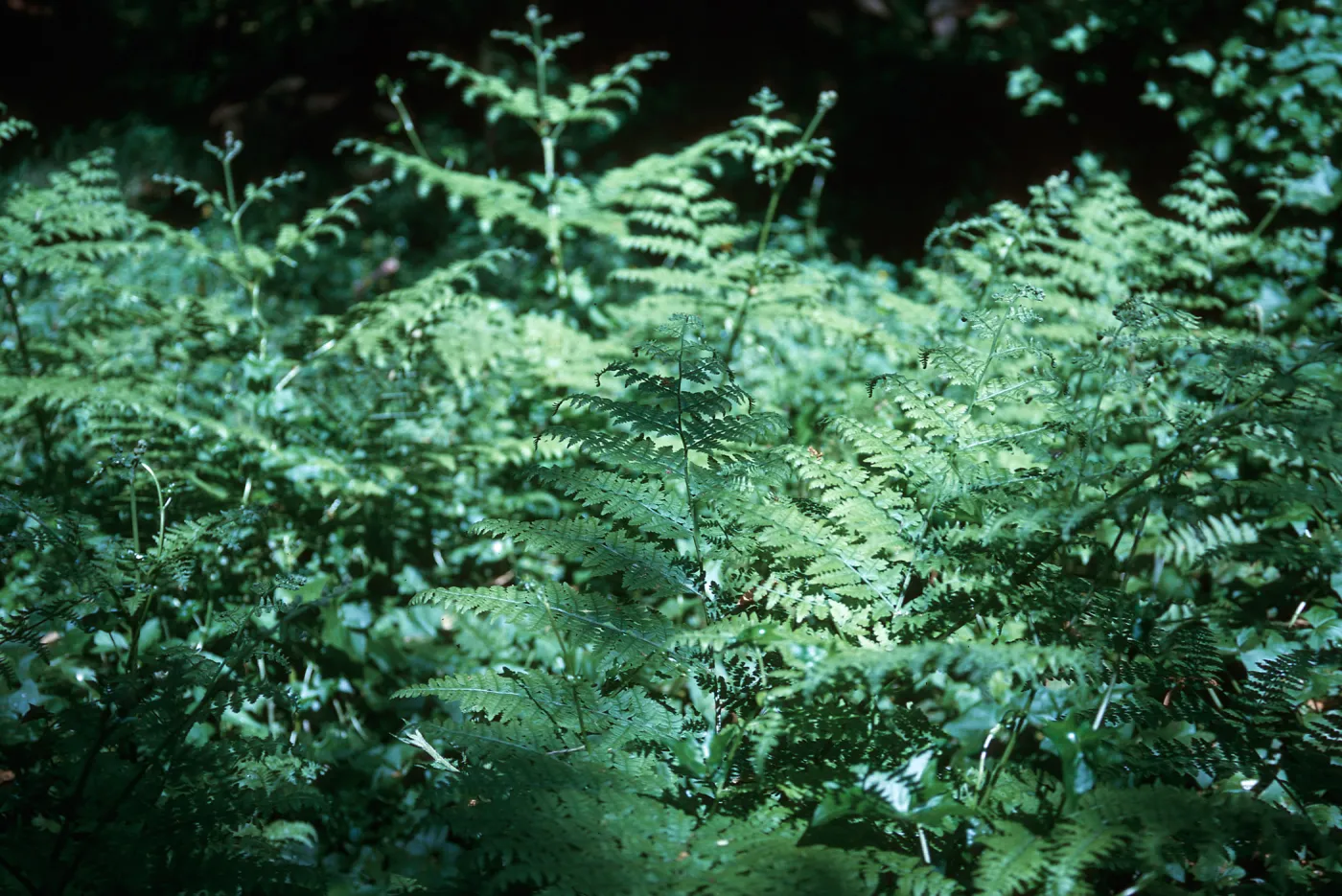 Bracken Fern