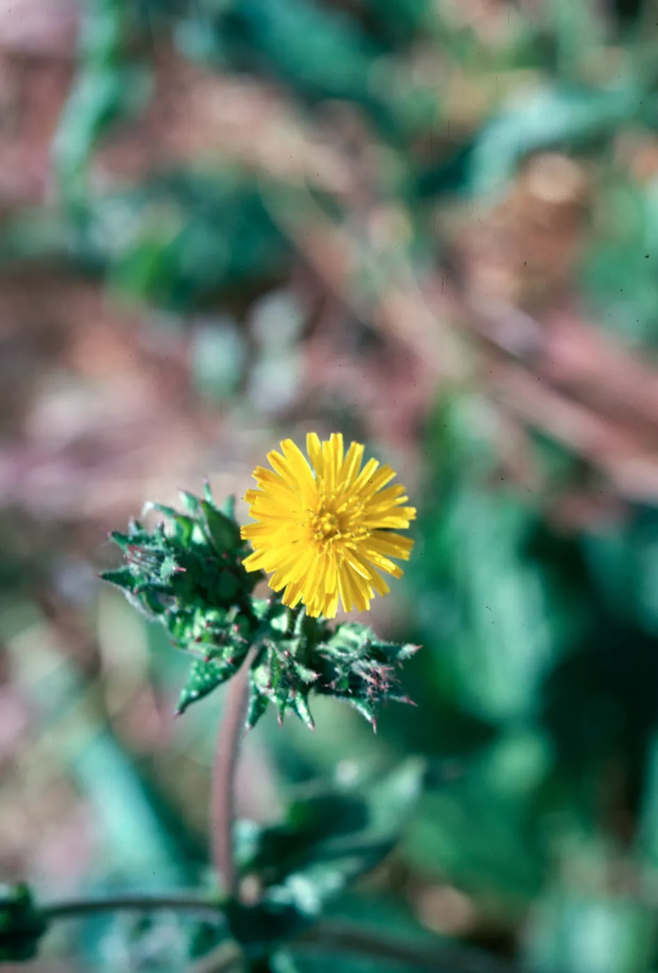 Bristly ox-tongue flower