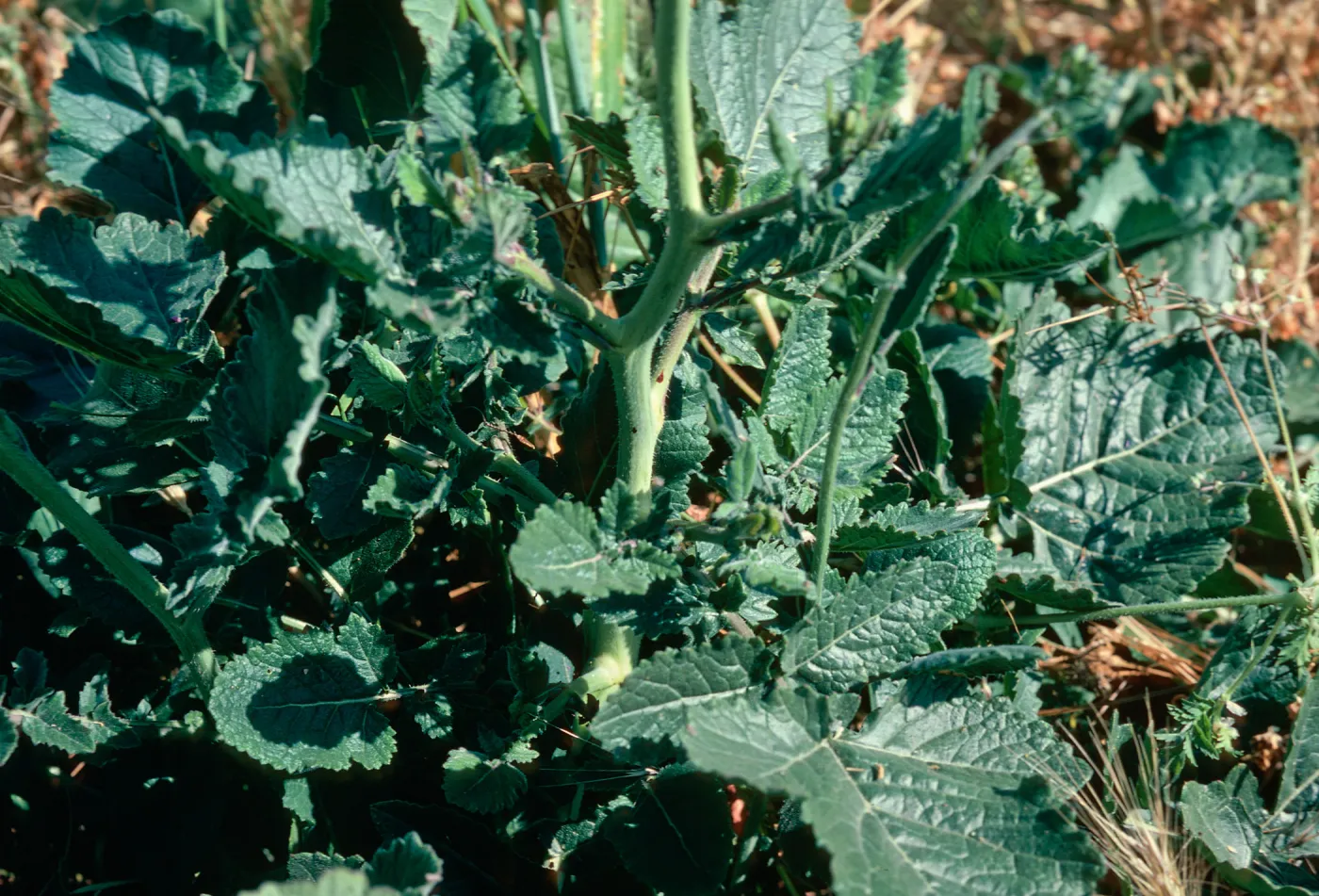 Brassica geniculata leaves