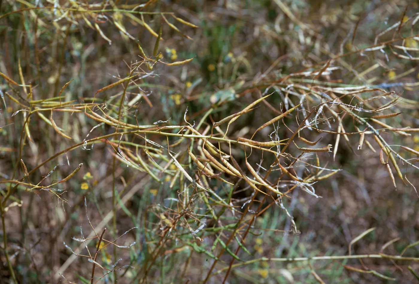 Brassica campestris fruit