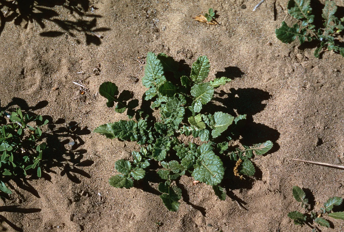 Brassica geniculata rosette
