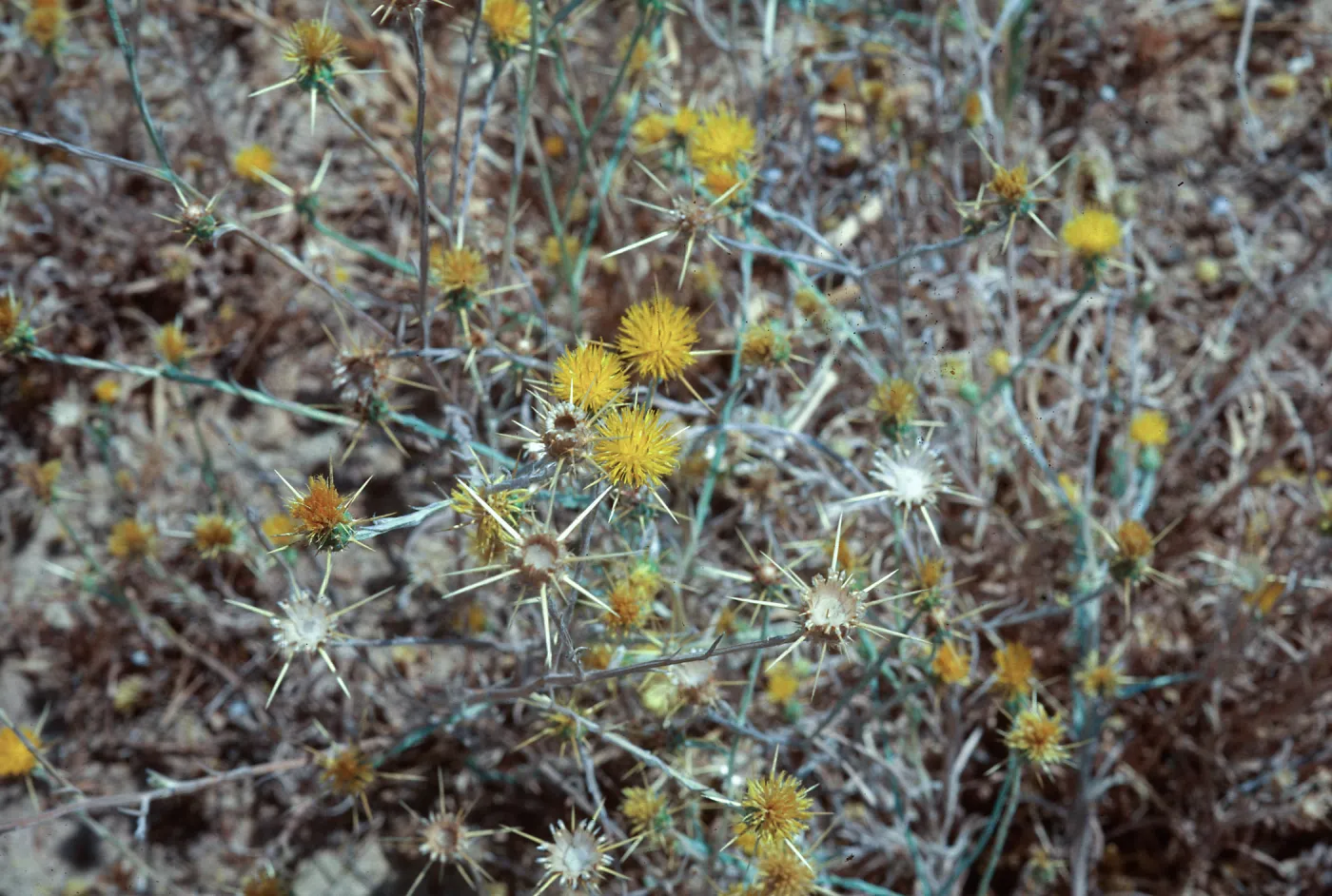 Yellow Star Thistle