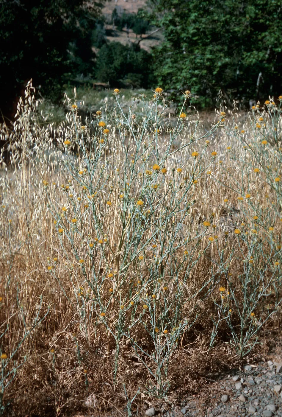 Yellow Star Thistle, Juncal