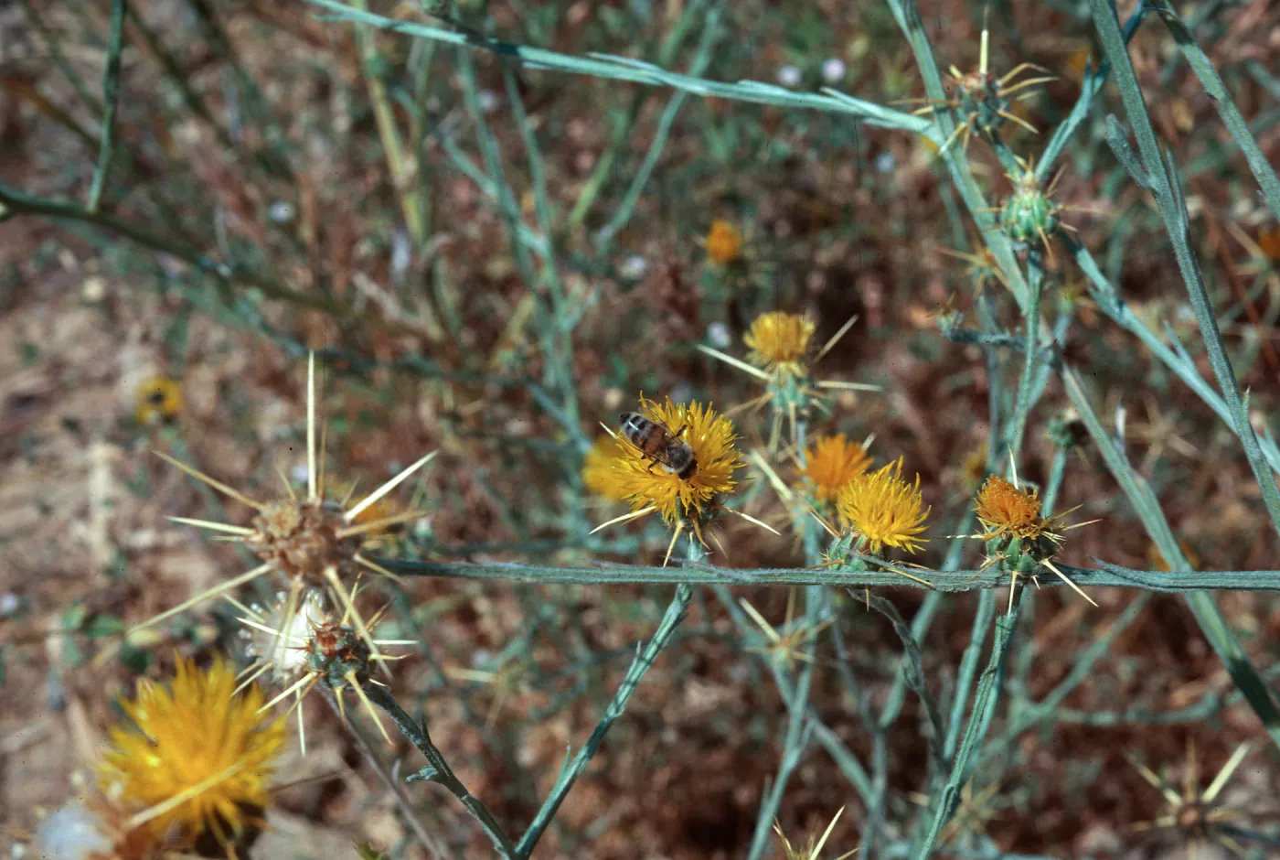 Yellow Star Thistle