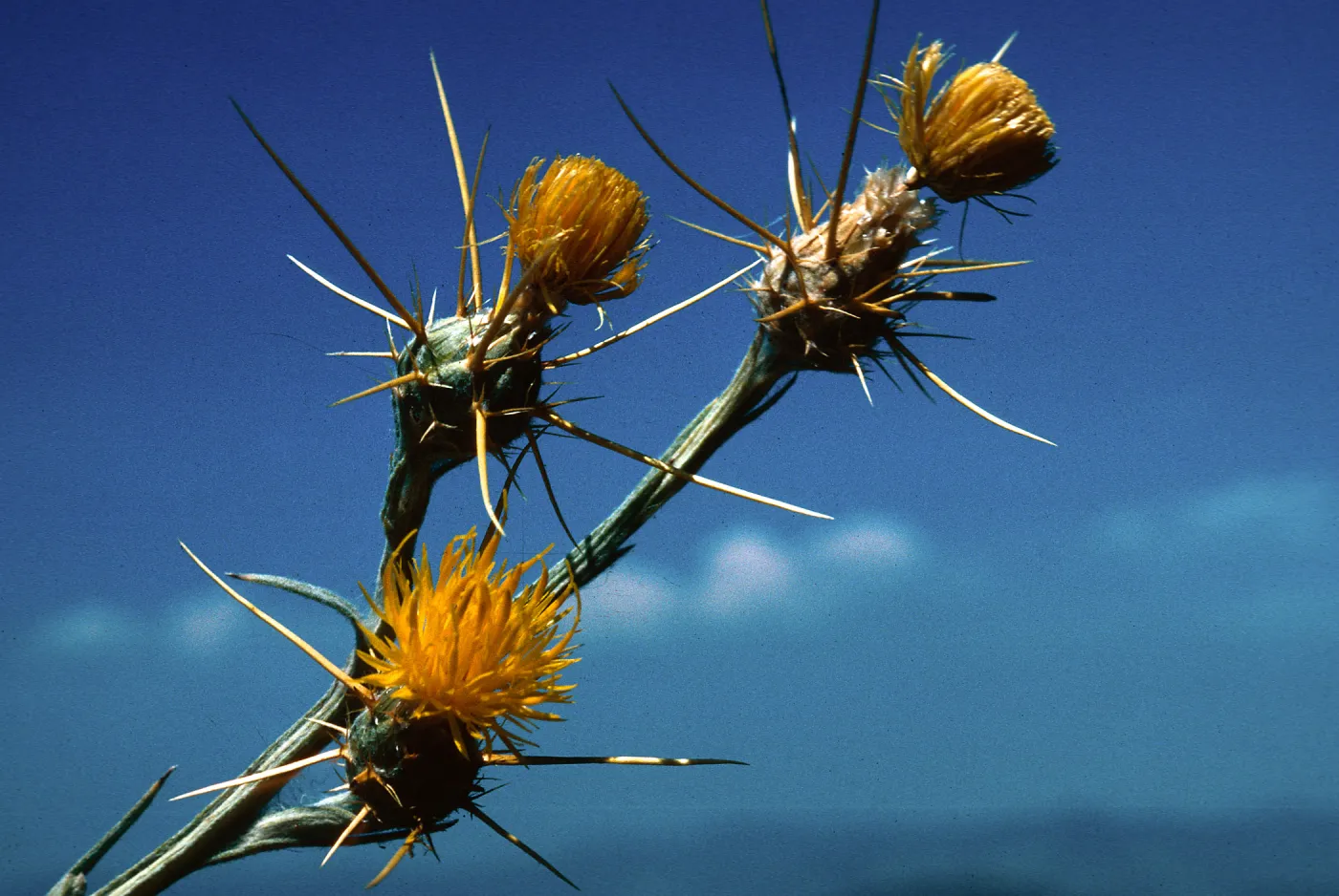 Yellow Star Thistle